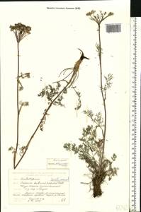 Seseli annuum L., Eastern Europe, Belarus (E3a) (Belarus)