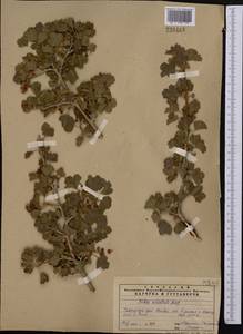 Ribes villosum Wall., Middle Asia, Pamir & Pamiro-Alai (M2) (Uzbekistan)