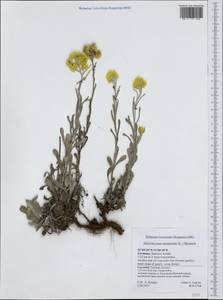 Helichrysum arenarium (L.) Moench, Western Europe (EUR) (Germany)