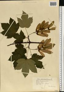 Acer pseudoplatanus L., Eastern Europe, West Ukrainian region (E13) (Ukraine)