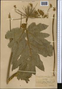 Heracleum dissectum Ledeb., Middle Asia, Northern & Central Tian Shan (M4) (Kazakhstan)