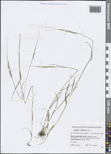 Aegilops cylindrica Host, Caucasus, Black Sea Shore (from Novorossiysk to Adler) (K3) (Russia)