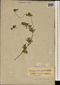 Apium graveolens L., Africa (AFR) (South Africa)