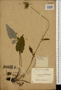 Psephellus circassicus (Albov) Galushko, Caucasus, Krasnodar Krai & Adygea (K1a) (Russia)