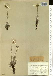 Antennaria lanata (Hook.) Greene, Siberia, Yakutia (S5) (Russia)
