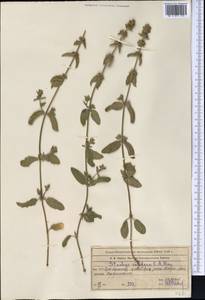 Stachys setifera C.A.Mey., Middle Asia, Western Tian Shan & Karatau (M3) (Kazakhstan)