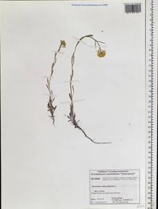 Erysimum hieraciifolium L., Siberia, Central Siberia (S3) (Russia)