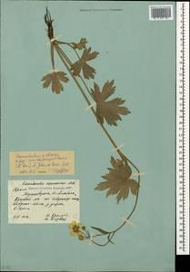 Ranunculus constantinopolitanus, Crimea (KRYM) (Russia)
