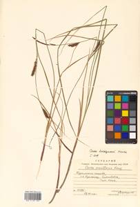 Carex lasiocarpa var. occultans (Franch.) Kük., Siberia, Russian Far East (S6) (Russia)
