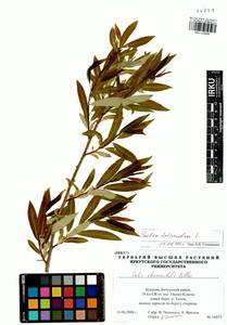 Salix triandra L., Siberia, Baikal & Transbaikal region (S4) (Russia)