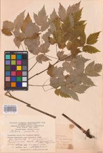 Actaea spicata L., Eastern Europe (no precise locality) (E0)