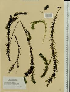 Elodea densa (Planch.) Casp., Eastern Europe, Moscow region (E4a) (Russia)