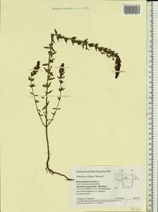 Odontites vulgaris, Eastern Europe, Central region (E4) (Russia)