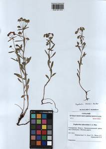 KUZ 001 614, Euphorbia borealis Baikov, Siberia, Altai & Sayany Mountains (S2) (Russia)
