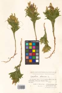 Dendrolycopodium obscurum (L.) A. Haines, Siberia, Russian Far East (S6) (Russia)