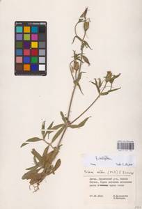 Silene noctiflora L., Eastern Europe, Lithuania (E2a) (Lithuania)
