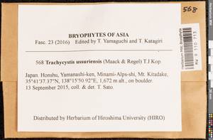 Trachycystis ussuriensis (Regel & Maack) T.J. Kop., Bryophytes, Bryophytes - Asia (outside ex-Soviet states) (BAs) (Japan)
