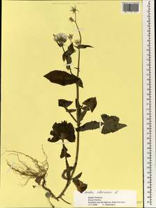 Sonchus oleraceus L., South Asia, South Asia (Asia outside ex-Soviet states and Mongolia) (ASIA) (Israel)