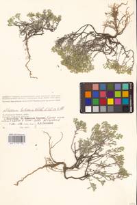Odontarrhena tortuosa subsp. tortuosa, Eastern Europe, Lower Volga region (E9) (Russia)