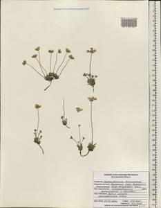 Androsace villosa subsp. koso-poljanskii (Ovcz.) Fed., Eastern Europe, Central forest-and-steppe region (E6) (Russia)