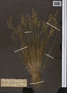 Poa, Middle Asia, Western Tian Shan & Karatau (M3) (Kazakhstan)