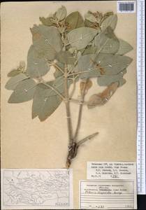 Phlomis thapsoides, Middle Asia, Pamir & Pamiro-Alai (M2) (Uzbekistan)