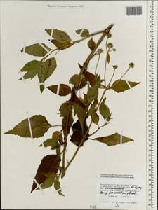 Wollastonia biflora (L.) DC., South Asia, South Asia (Asia outside ex-Soviet states and Mongolia) (ASIA) (Maldives)