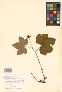 Rubus chamaemorus L., Eastern Europe, Northern region (E1) (Russia)