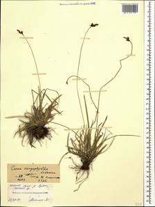 Carex caryophyllea Latourr., Caucasus, North Ossetia, Ingushetia & Chechnya (K1c) (Russia)