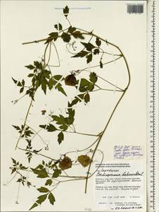 Cardiospermum halicacabum L., South Asia, South Asia (Asia outside ex-Soviet states and Mongolia) (ASIA) (Philippines)