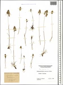 Poa alpina L., Caucasus, Stavropol Krai, Karachay-Cherkessia & Kabardino-Balkaria (K1b) (Russia)