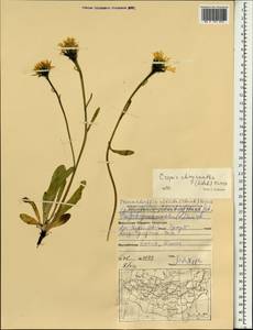 Crepis chrysantha (Ledeb.) Turcz., Mongolia (MONG) (Mongolia)