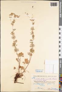 Potentilla inclinata Vill., Eastern Europe, North Ukrainian region (E11) (Ukraine)