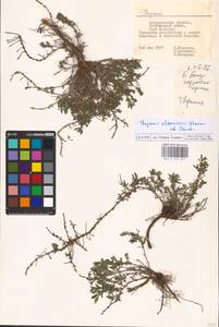 MHA 0 157 015, Thymus kirgisorum Dubj., Eastern Europe, Lower Volga region (E9) (Russia)