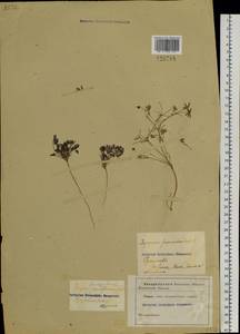 Leptopyrum fumarioides (L.) Rchb., Siberia, Baikal & Transbaikal region (S4) (Russia)