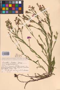Dianthus chinensis L., Eastern Europe (no precise locality) (E0)