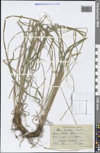 Carex arnellii Christ ex Scheutz, Eastern Europe, Eastern region (E10) (Russia)