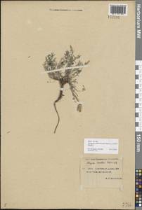 Astragalus angarensis Turcz. ex Bunge, Siberia, Yakutia (S5) (Russia)
