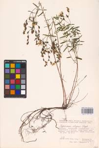 Hypericum elegans Steph. ex Willd., Eastern Europe, Eastern region (E10) (Russia)