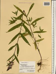 Stachys palustris L., Eastern Europe, Volga-Kama region (E7) (Russia)