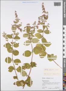 Mentha × dalmatica Tausch, Eastern Europe, Central forest region (E5) (Russia)