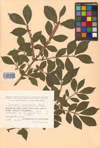 Euonymus alatus (Thunb.) Siebold, Siberia, Russian Far East (S6) (Russia)