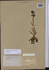 Anacamptis morio subsp. caucasica (K.Koch) H.Kretzschmar, Eccarius & H.Dietr., Caucasus (no precise locality) (K0)