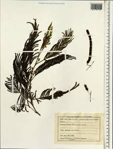 Acacia, South Asia, South Asia (Asia outside ex-Soviet states and Mongolia) (ASIA) (India)