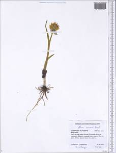 Allium semenovii Regel, Middle Asia, Northern & Central Tian Shan (M4) (Kyrgyzstan)