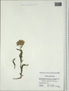 Achillea asiatica Serg., Siberia, Baikal & Transbaikal region (S4) (Russia)