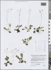 Micranthes staminosa (Schlothg. & Vorosch.) Tkach, Siberia, Russian Far East (S6) (Russia)