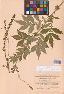 Agrimonia procera Wallr., Eastern Europe, Central region (E4) (Russia)