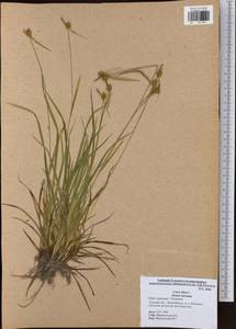 Carex flava L., Eastern Europe, Central region (E4) (Russia)