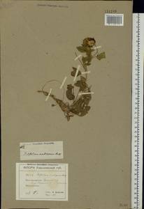 Trifolium ambiguum M.Bieb., Eastern Europe, North Ukrainian region (E11) (Ukraine)
